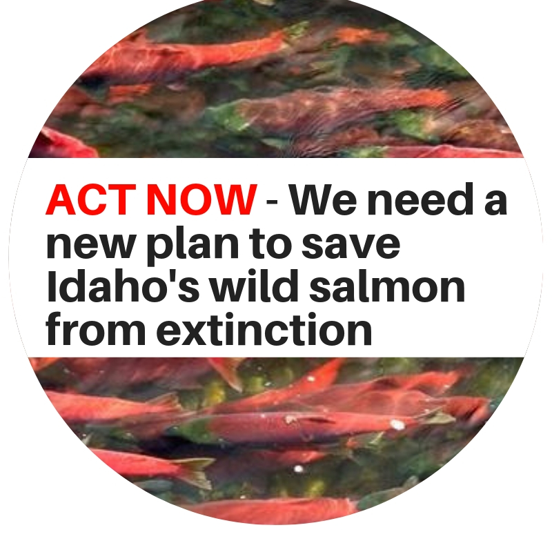 Can Idahoans Come Together To Save Our Wild Salmon? | Sierra Club